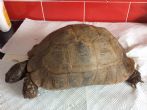 Rehomed...Spur Thighed : Female approx 70-75+ years old (Torty)